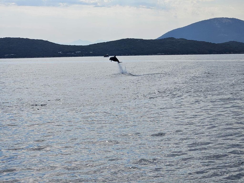 Delfini Preveze vole muziku i aplauze