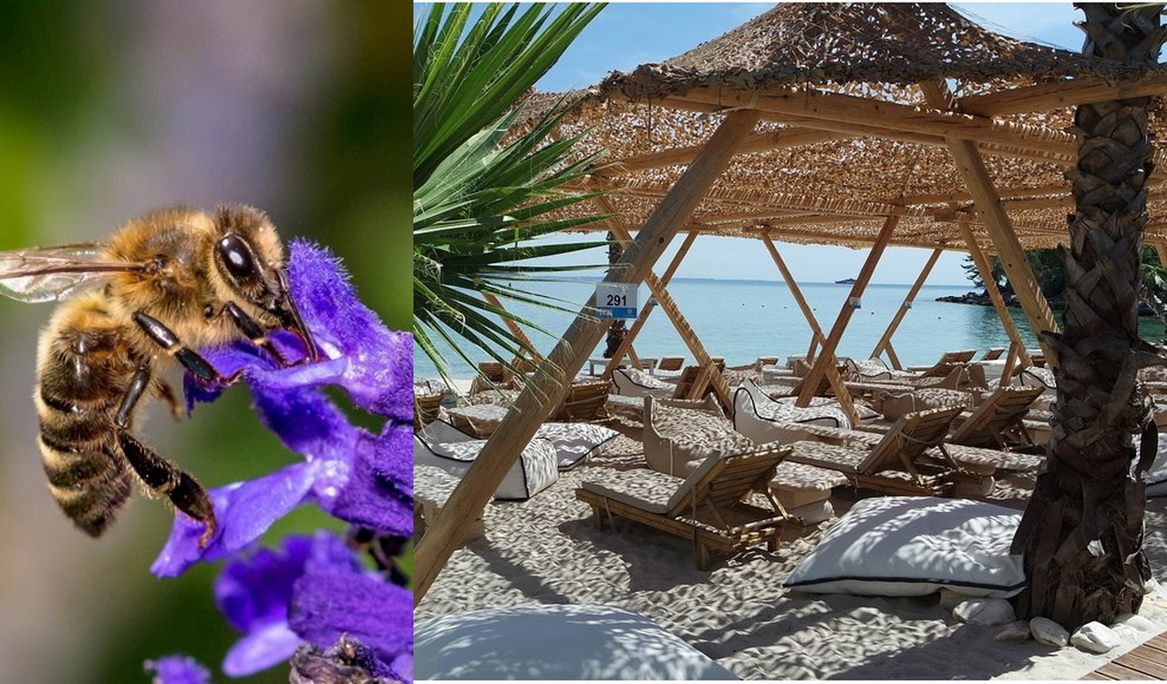 Mišljenja turista: Da li na Tasosu ima mnogo pčela i osa