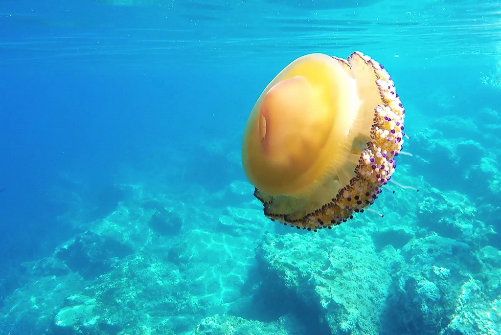 Apel sugrađanima koji letuju u Grčkoj - ne vadite meduze iz vode!
