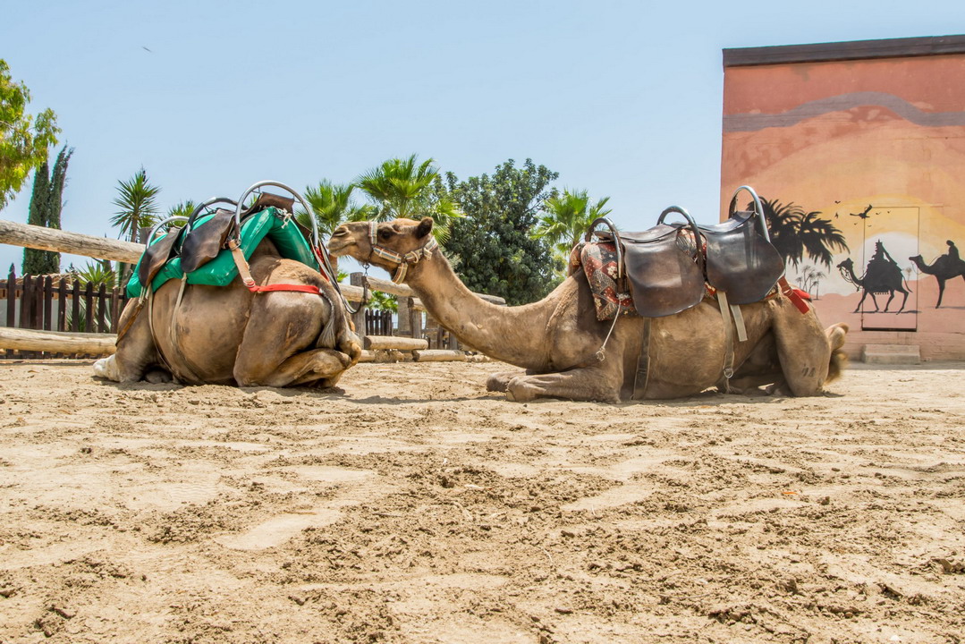 Posetite Park kamila u Larnaki na Kipru