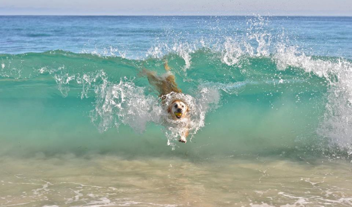 Letovanje sa psom u Grčkoj: Potrebni papiri za putovanje, plaže za pse, pet friendly smeštaj