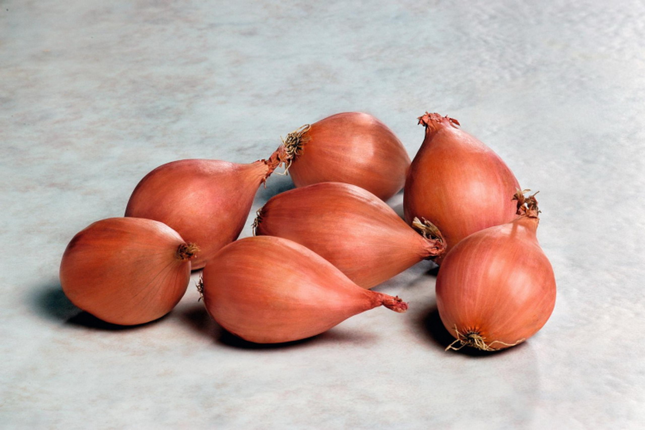  Luk ljutika ili šalot