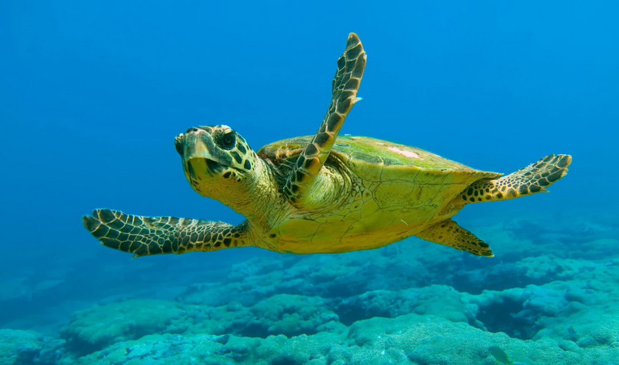 Kornjače Caretta-Caretta na Zakintosu