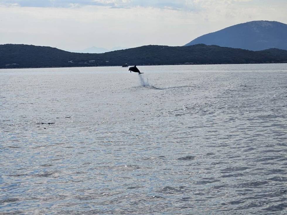 Delfini Preveze vole muziku i aplauze