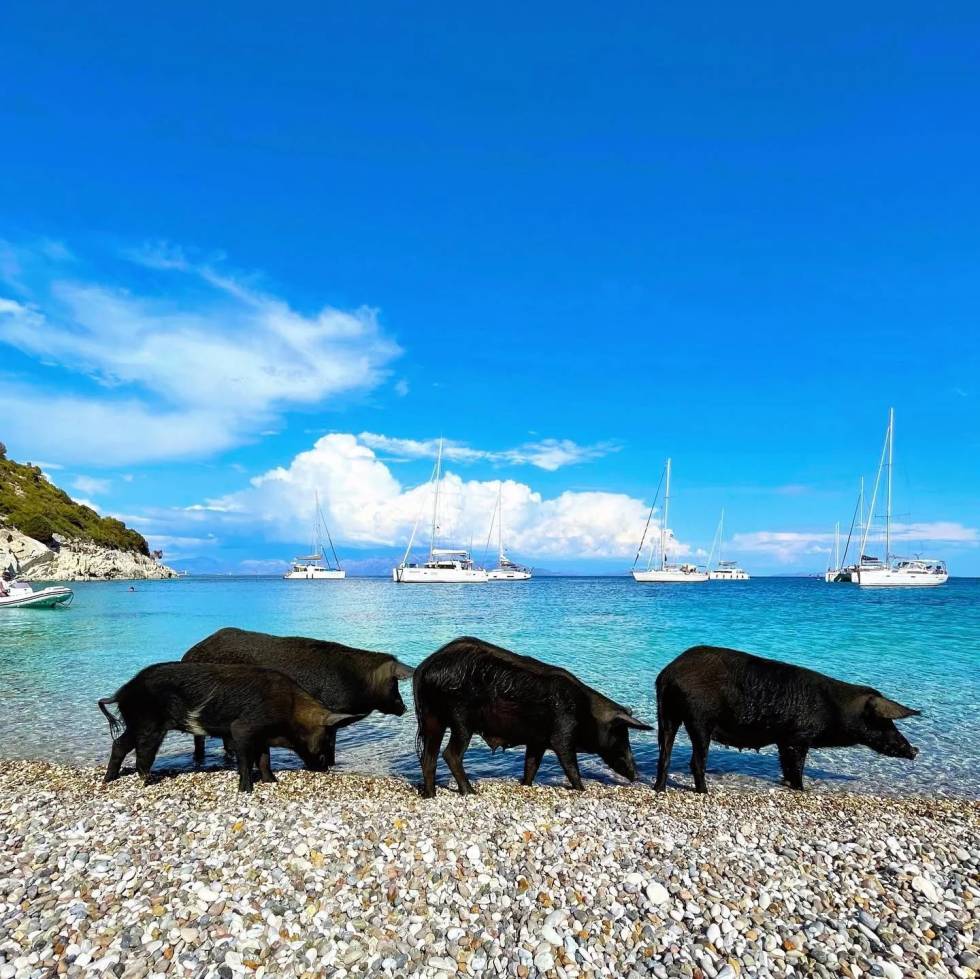 Plivanje sa svinjama u Grčkoj – Izlet na ostrvo Atokos