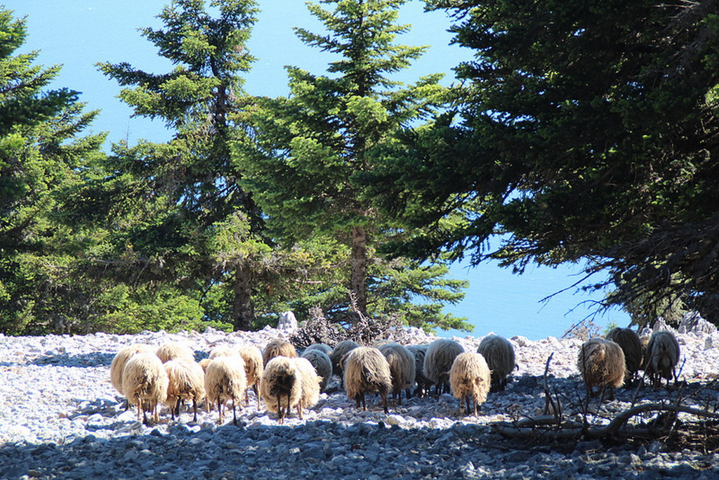 Nacionalni park Ainos - najlepši pogled na Kefaloniju