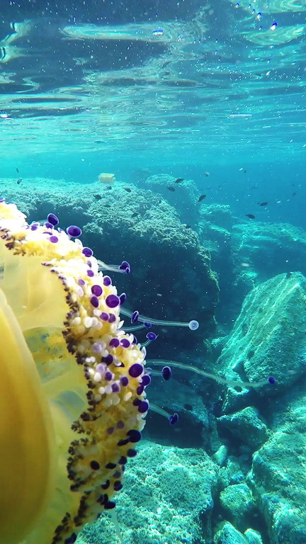 Apel sugrađanima koji letuju u Grčkoj - ne vadite meduze iz vode!