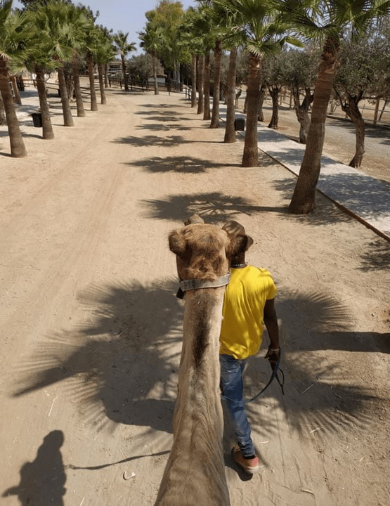 Posetite Park kamila u Larnaki na Kipru