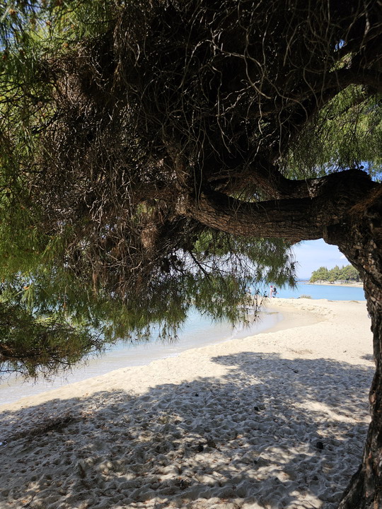 Kalogria - plaža sa prirodnim hladom na Sitoniji, cene, sadržaji