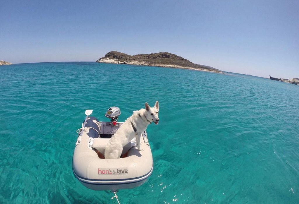 Jedna lepa kratka priča iz Grčke za sve ljubitelje životinja