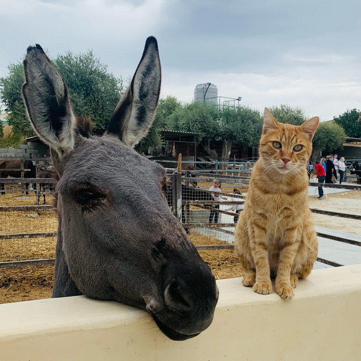Farma Zlatnih Magaraca nedaleko od Larnake na Kipru
