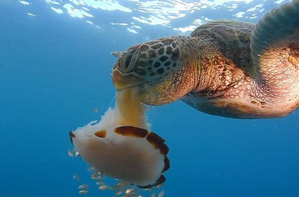 Mikrozagađivanje kao globalni problem i rešenje u pojedincu