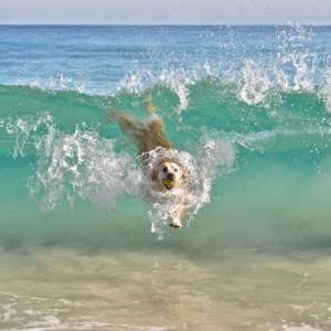 Letovanje sa psom u Grčkoj: Potrebni papiri za putovanje, plaže za pse, pet friendly smeštaj