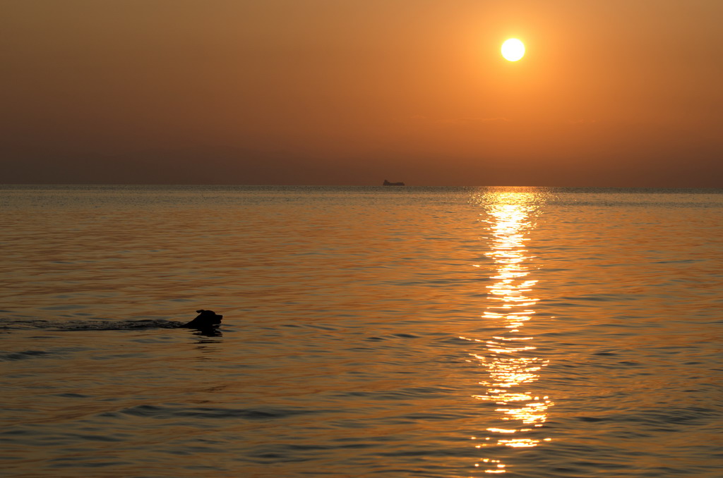 Utisci sa letovanja - sa psom na more: Marta na letovanju u Grčkoj