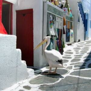 Pelikan Petros - maskota Mikonosa