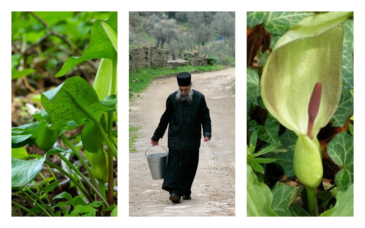 Gde i kako nabaviti kozlac sa Hilandara koji pomaže obolelima od kancera